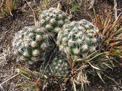 Coryphantha delicata