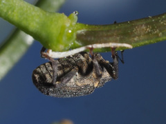 Ceutorhynchus picitarsis