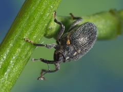 Ceutorhynchus picitarsis