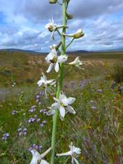 Delphinium gypsophilum