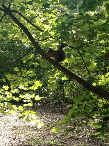 Eurasian Red Squirrel