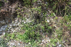 Raphanus raphanistrum landra