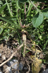 Raphanus raphanistrum landra