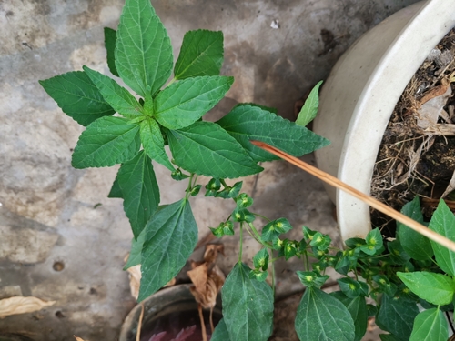 Asian Copperleaf