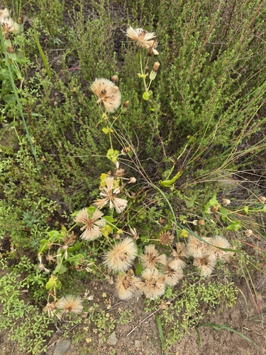 Othonna undulosa