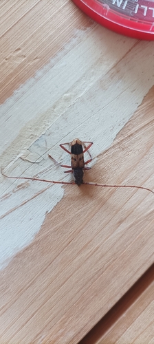 Lesser Eucalyptus Longhorn Beetle