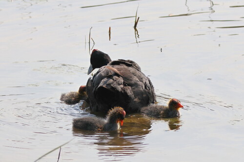 iNaturalist image