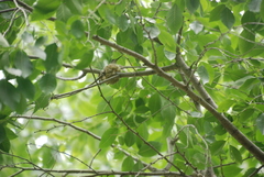 Archilochus alexandri