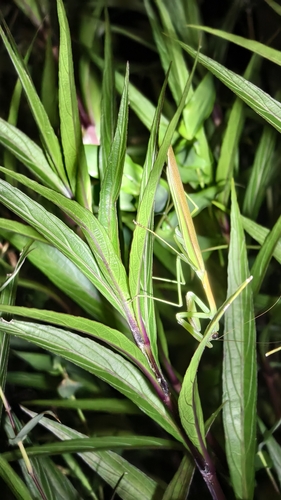 Narrow-winged Mantis