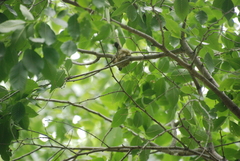 Archilochus alexandri