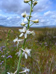 Delphinium gypsophilum