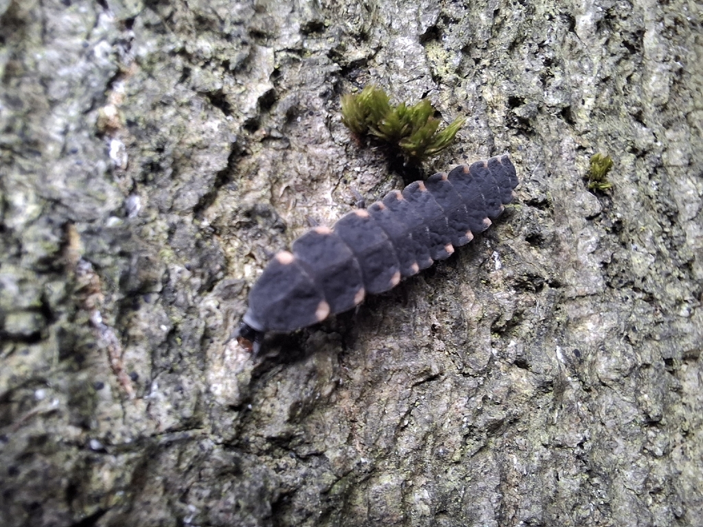 European Glow-worm