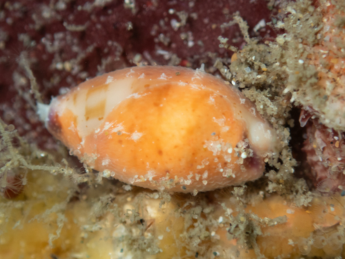 Cypraea microdon observed 2026-08-29
