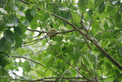 Archilochus alexandri