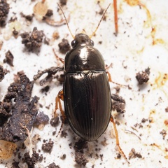 Amara anthobia