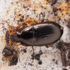 Amara anthobia