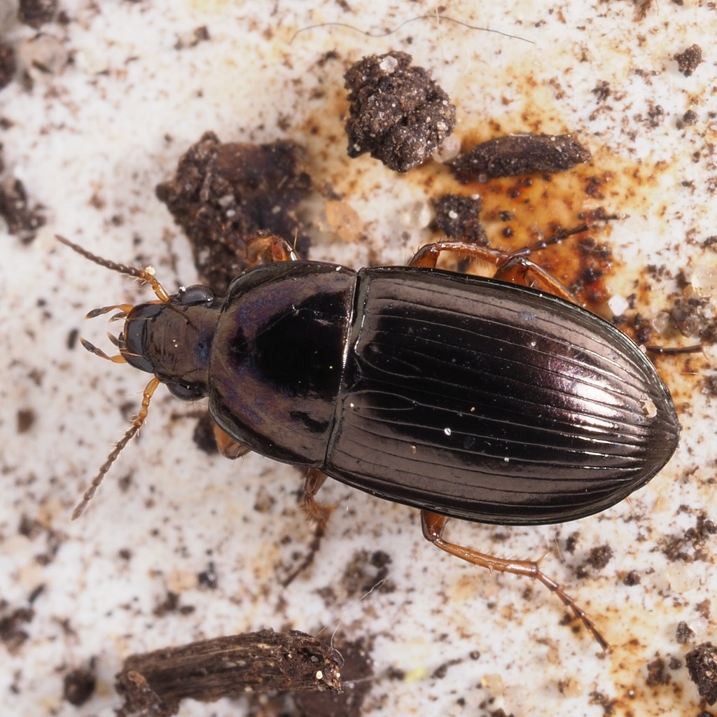 Amara anthobia