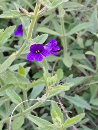 Stemodia viscosa
