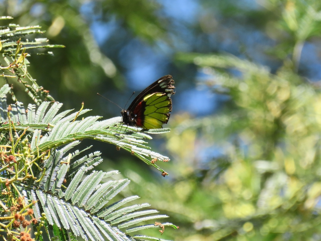 Delias crithoe (Delias crithoe)