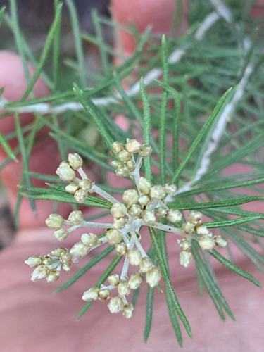 curry bush
