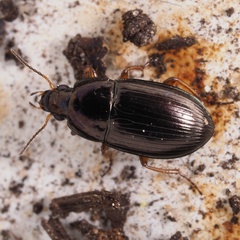 Amara anthobia