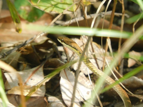 Dendrelaphis calligaster observed 2026-08-22