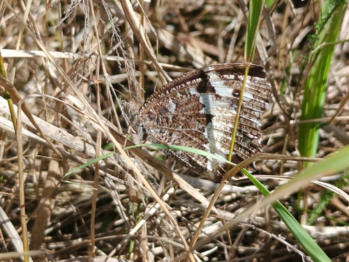 Great Banded Grayling