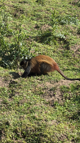 Golden Monkey