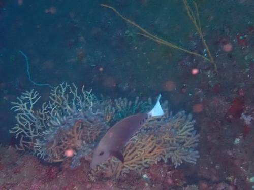 Prionurus scalprum observed 2026-08-29