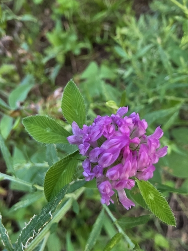 Red Clover