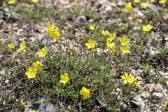 Linum tauricum