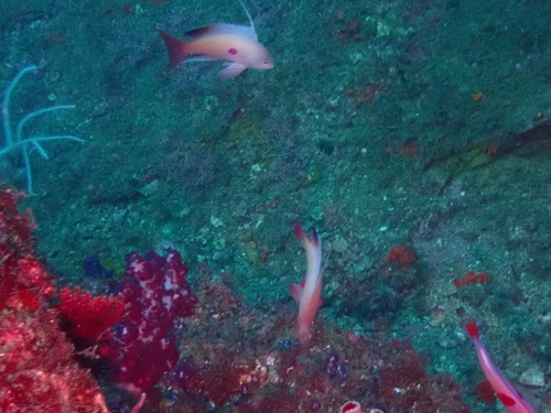 Pseudanthias nobilis observed 2026-08-29