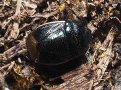 Legnotus limbosus