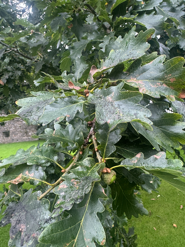 sessile oak