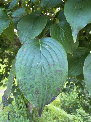Korean cornel dogwood