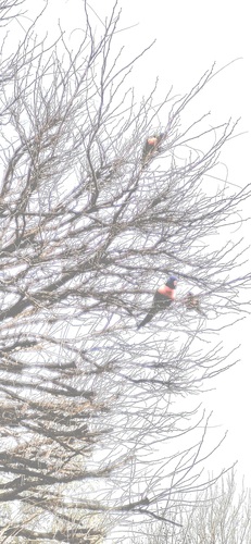 Rainbow Lorikeet