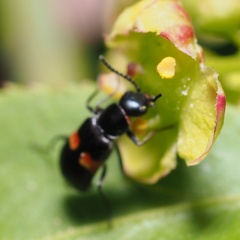 Anthocomus fasciatus