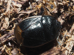 Legnotus limbosus