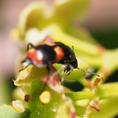 Anthocomus fasciatus
