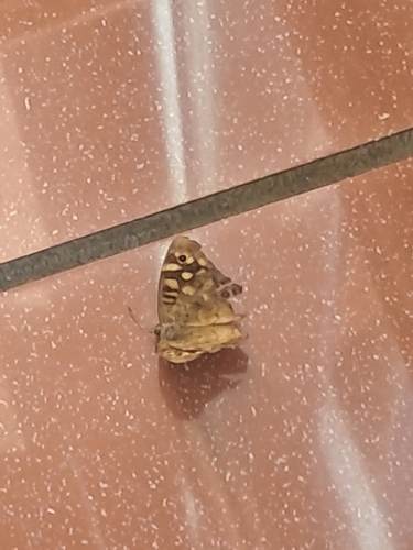 Speckled Wood