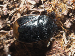 Legnotus limbosus