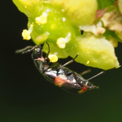 Anthocomus fasciatus