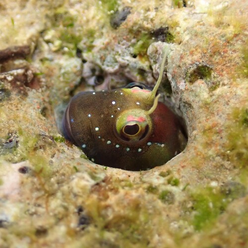 Rhabdoblennius snowi observed 2026-08-29
