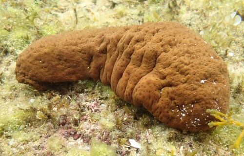 Pacific White-spotted Sea Cucumber (Actinopyga varians)
