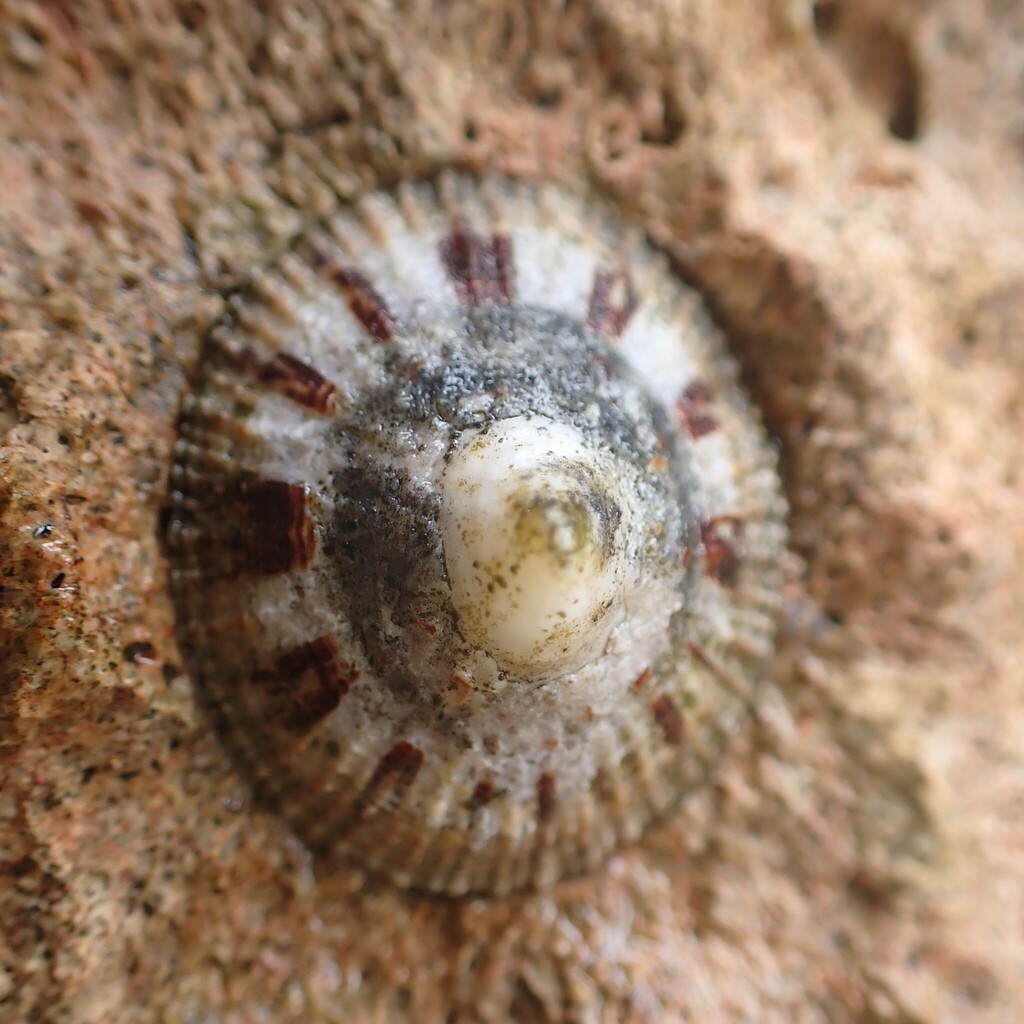 Eoacmaea