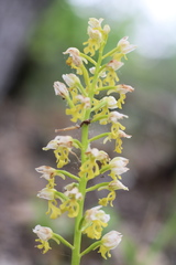 Orchis punctulata