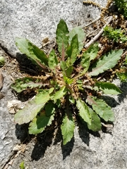 Magnoliopsida