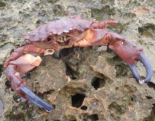 Etisus dentatus observed 2026-08-29
