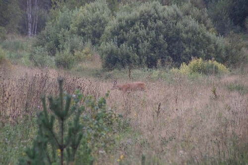Eastern Roe Deer