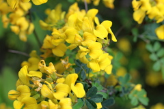 Hippocrepis emerus